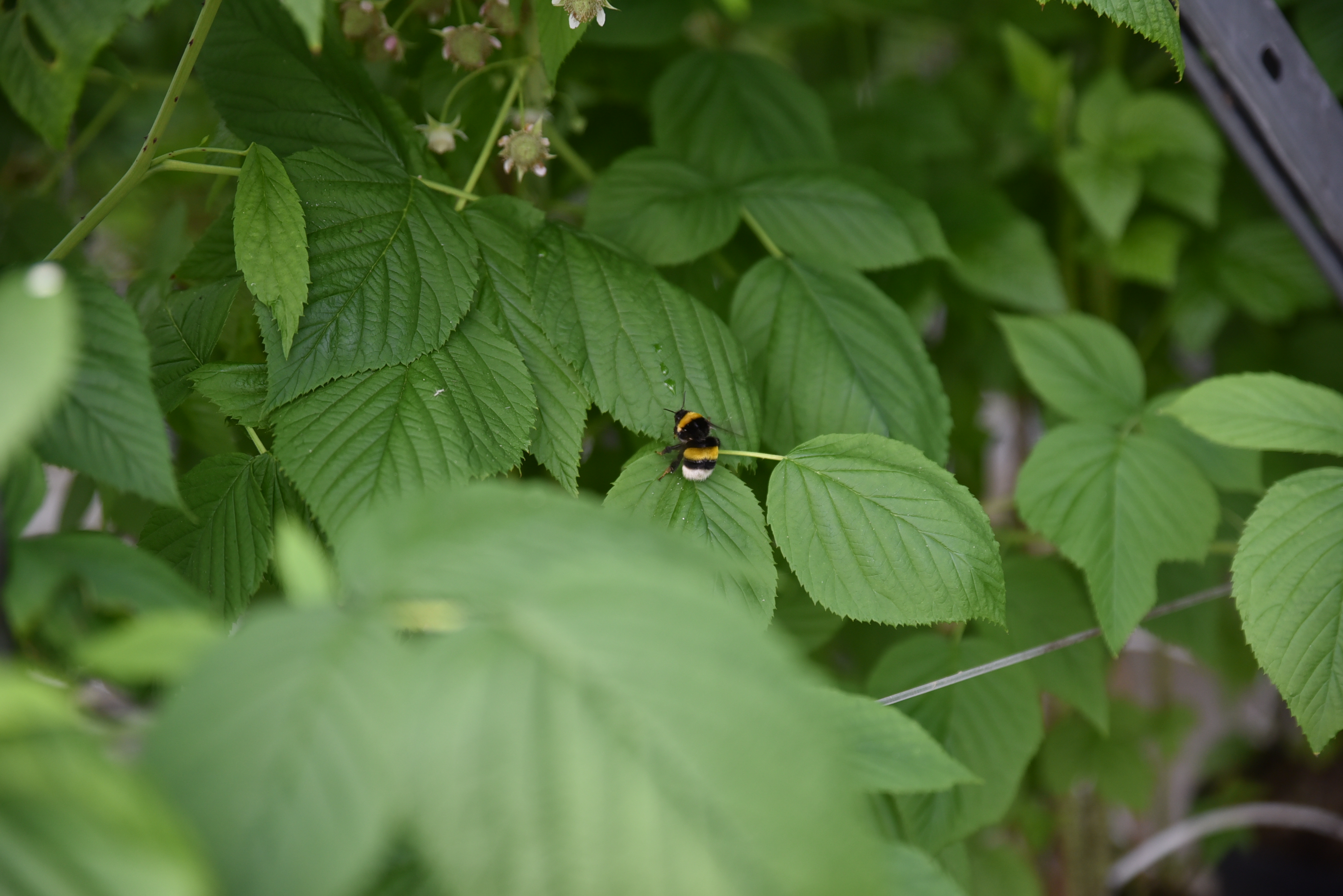 bourdons sur plant de framboisier 