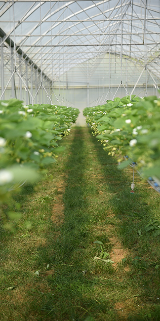 Serre de plants de fraisiers hors-sol