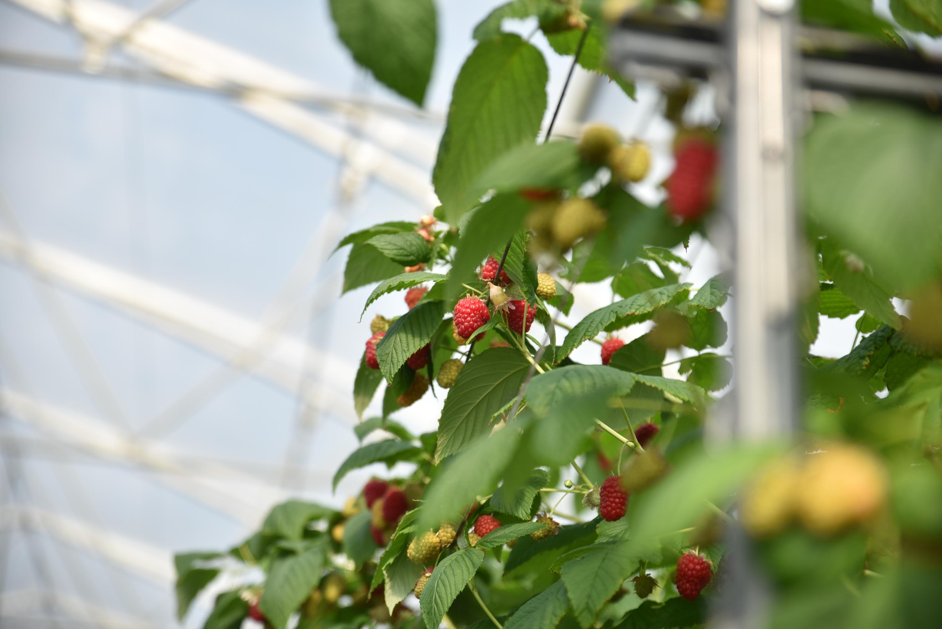 framboises hors-sol 