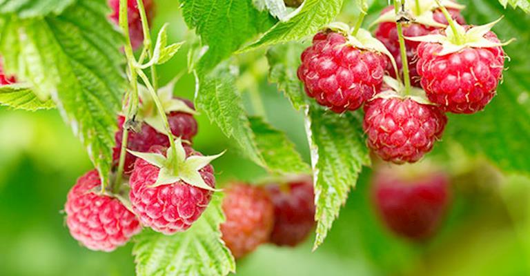 Culture de framboises