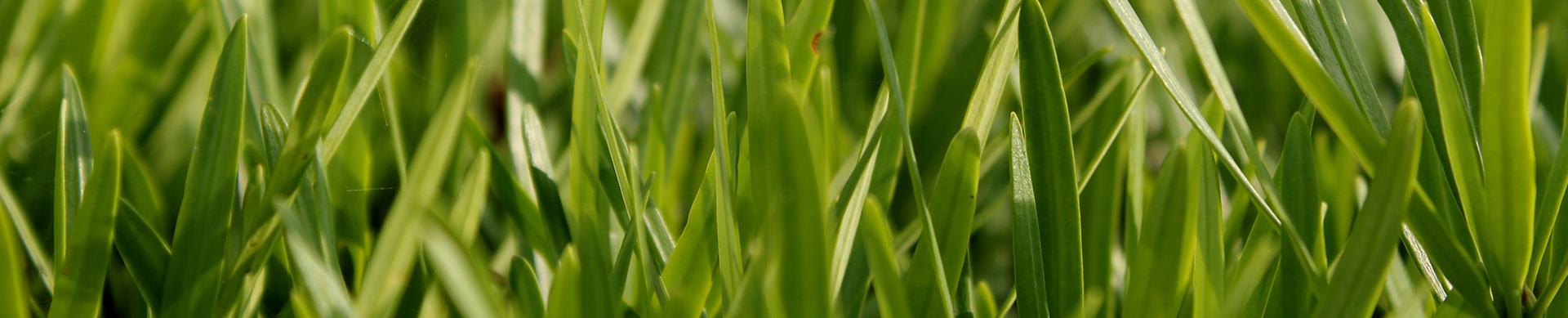 Pelouse bien entretenue avec des brins d'herbe hauts et épais