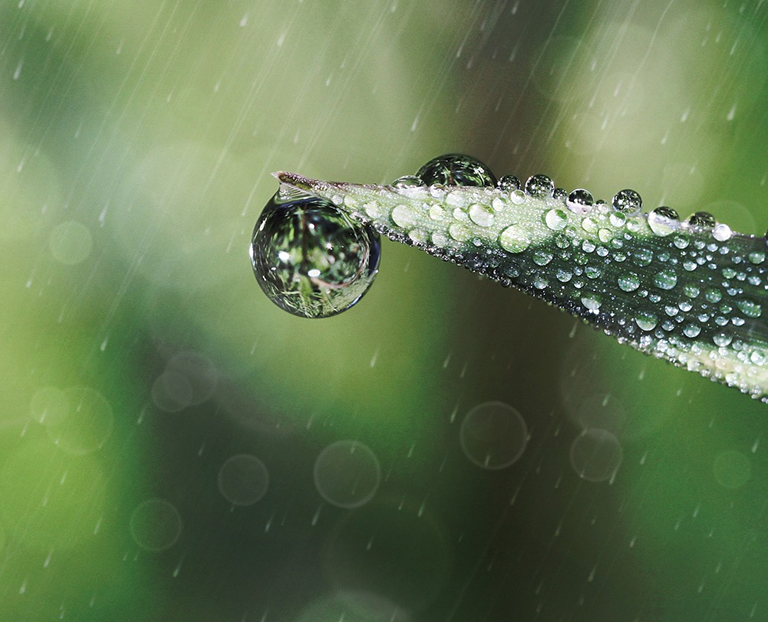 goutte d'eau sur feuille de plante verte