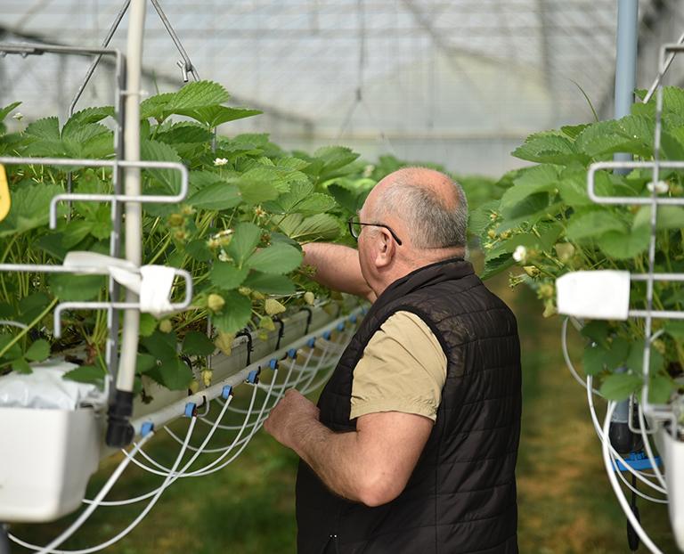 maraicher au milieu des fraises hors-sol sous serre