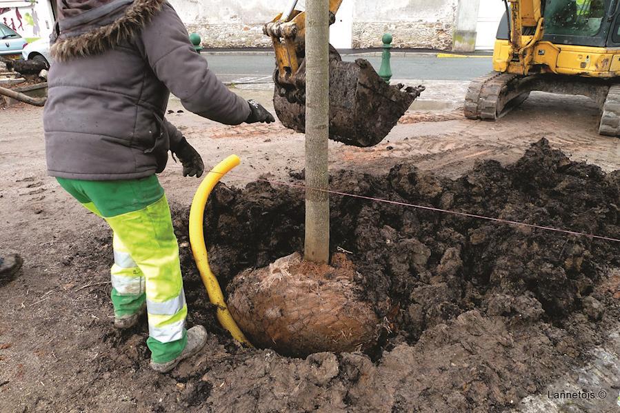Substrats formules pour plantation