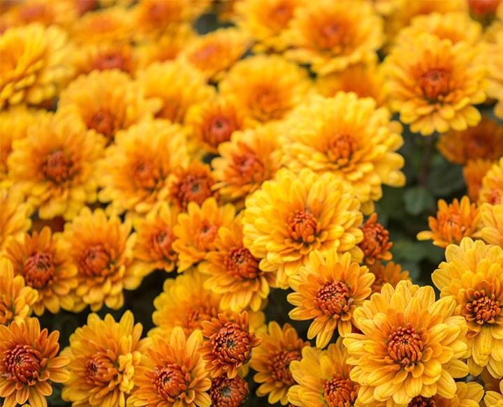 Chrysanthème
