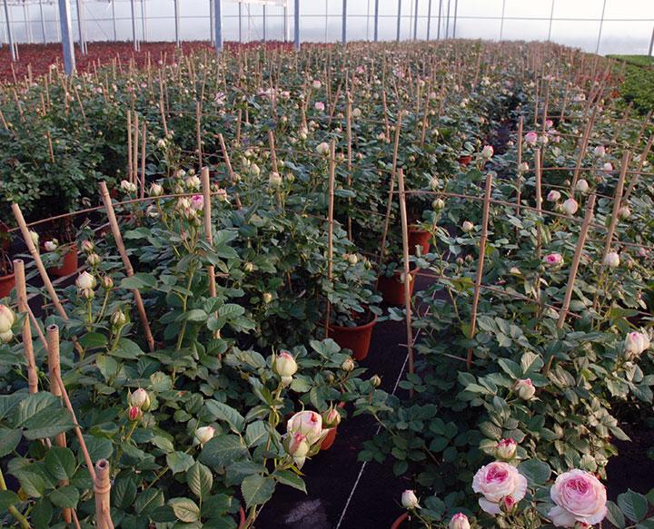 Culture de rosiers en conteneur