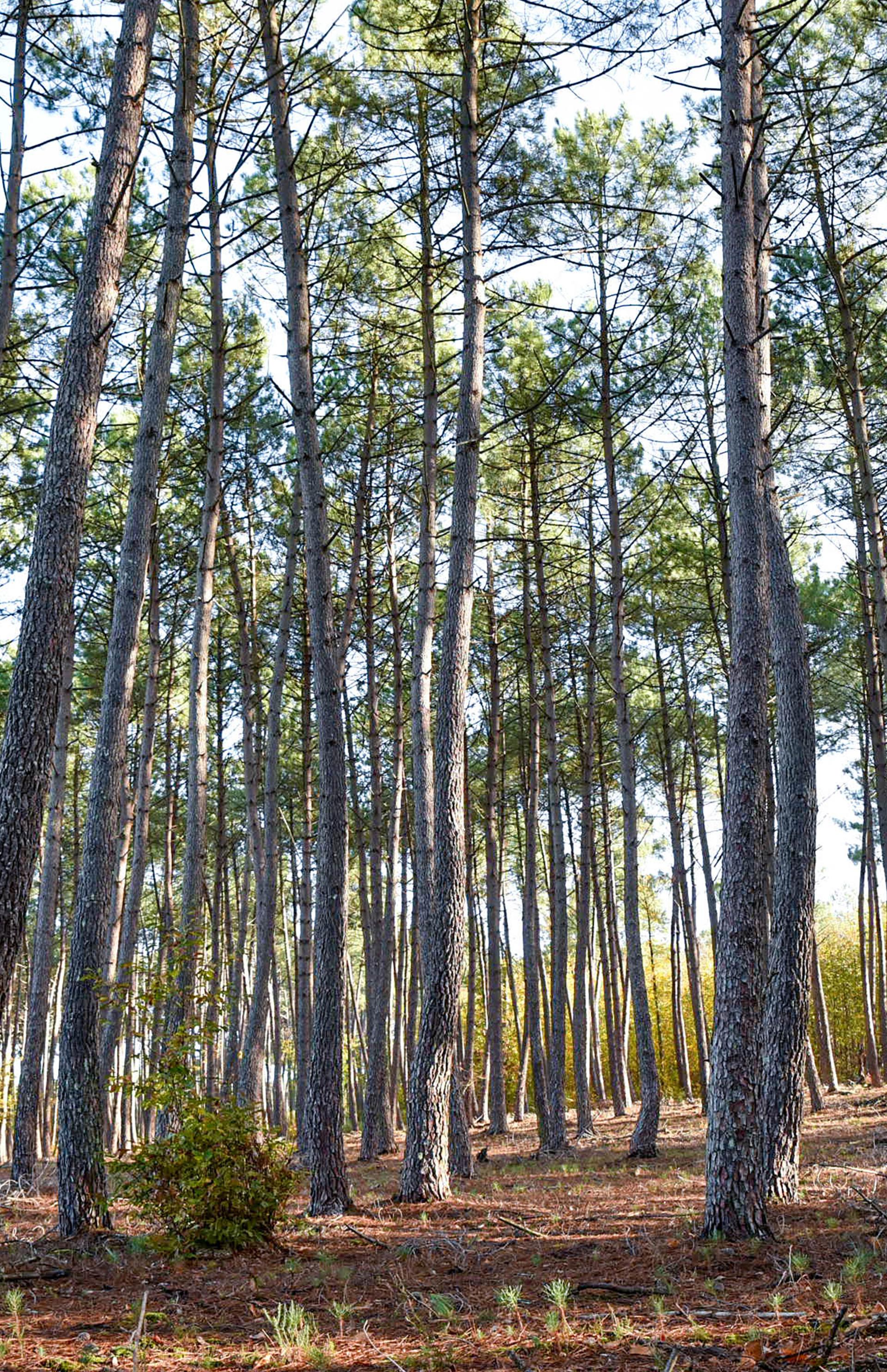 Forêt de pins sous le soleil 