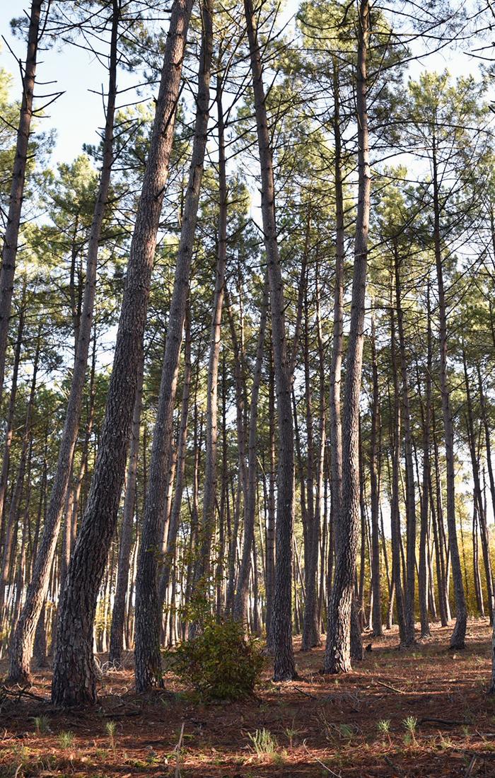 Forêt de pins sous le soleil 